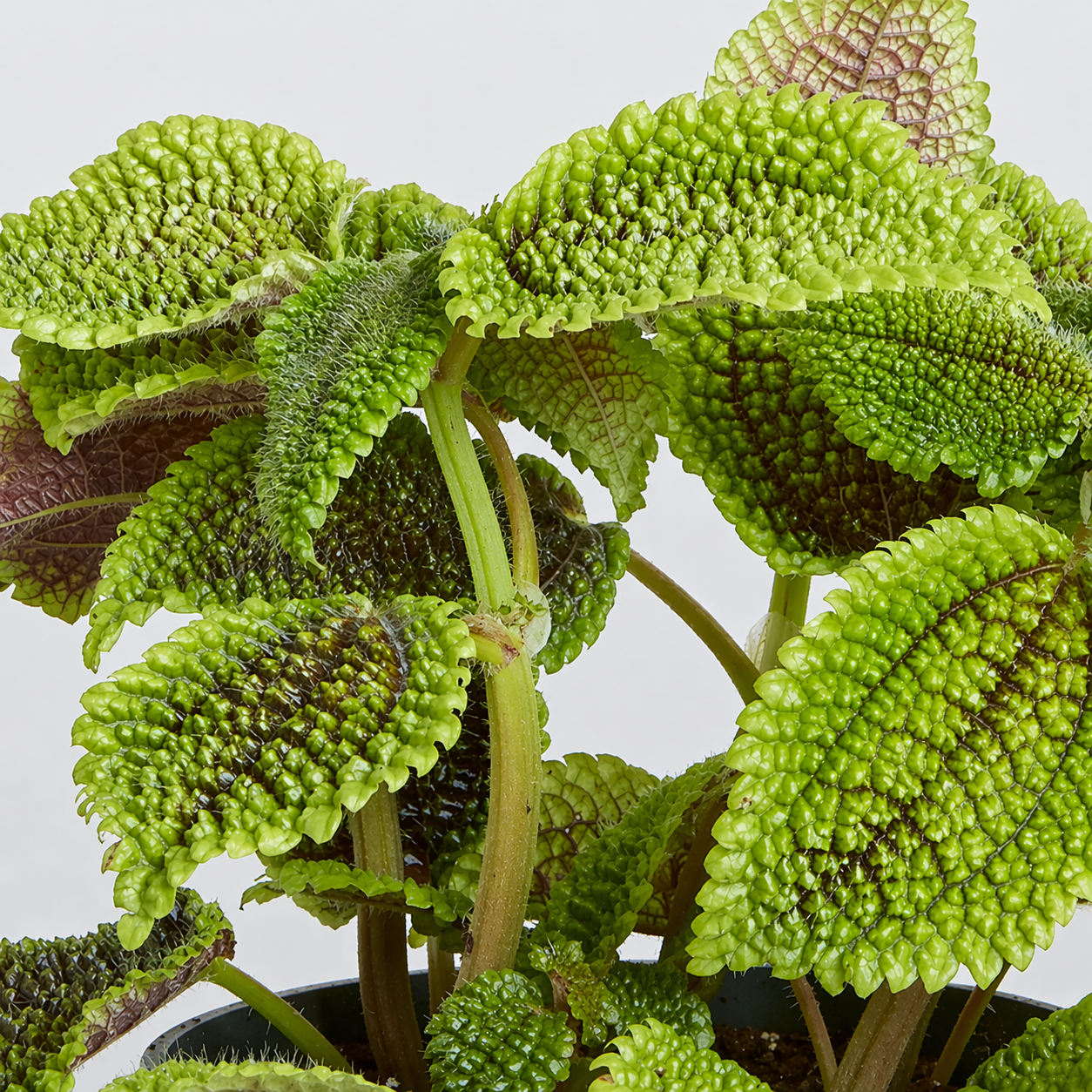 Пилея Мун Валли (Pilea Moon Valley) D6см
