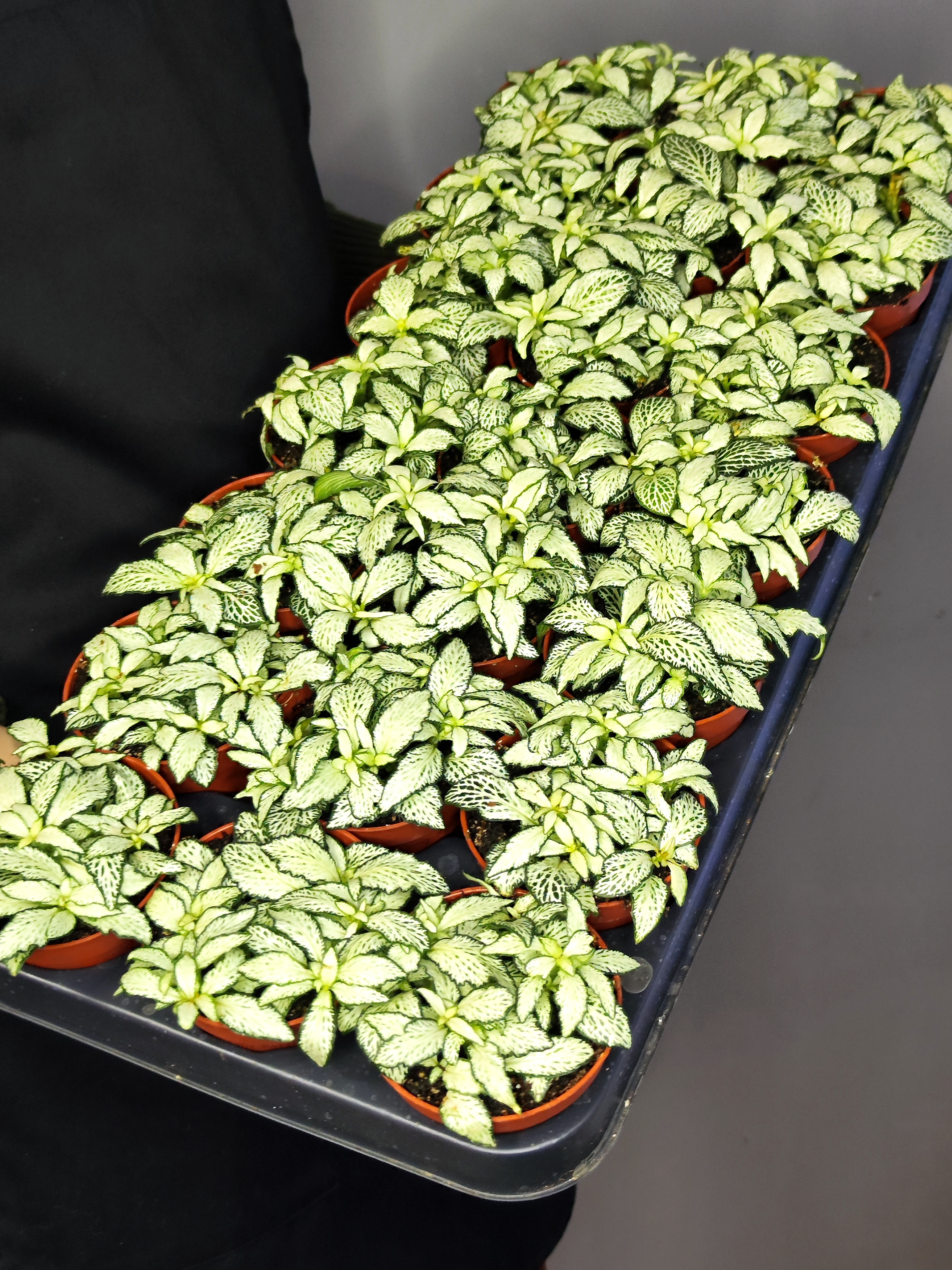 Фиттония Белая Форест Флейм (Fittonia White Forest Flame) D8,5см