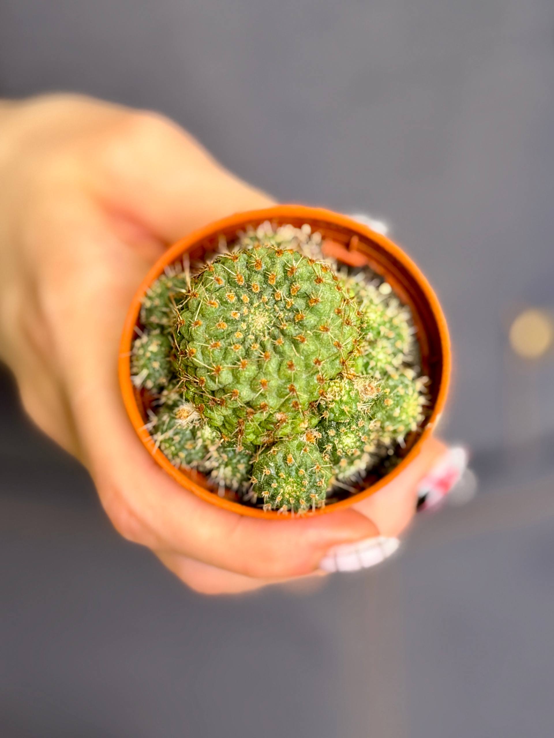 Ребуция Албиареолата, или Белоареоловая (Rebutia Albiareolata) D5см
