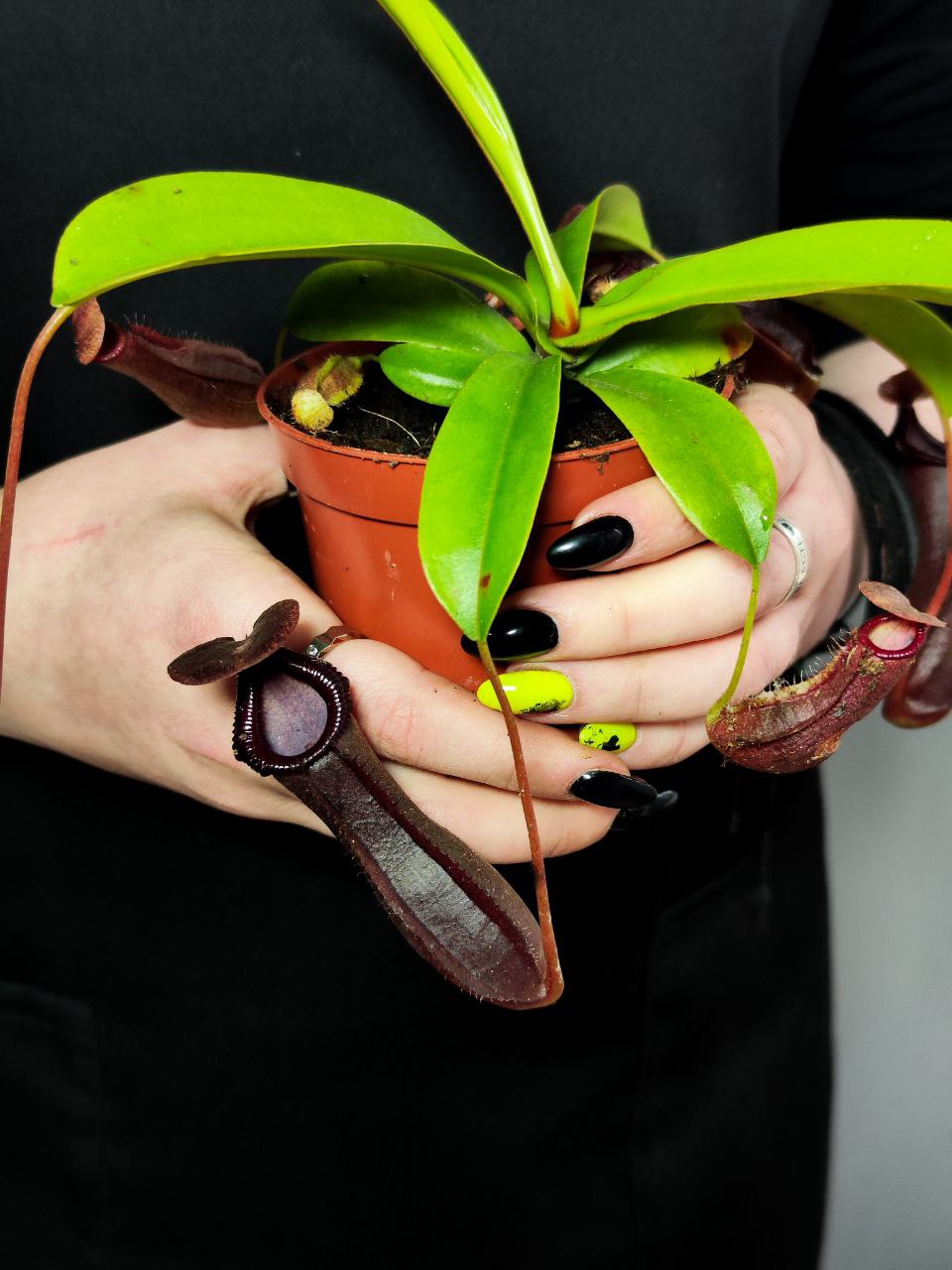 Непентес Гибрид Лоуи X Вентрикоза (Nepenthes lowii х Ventricosa) D9см