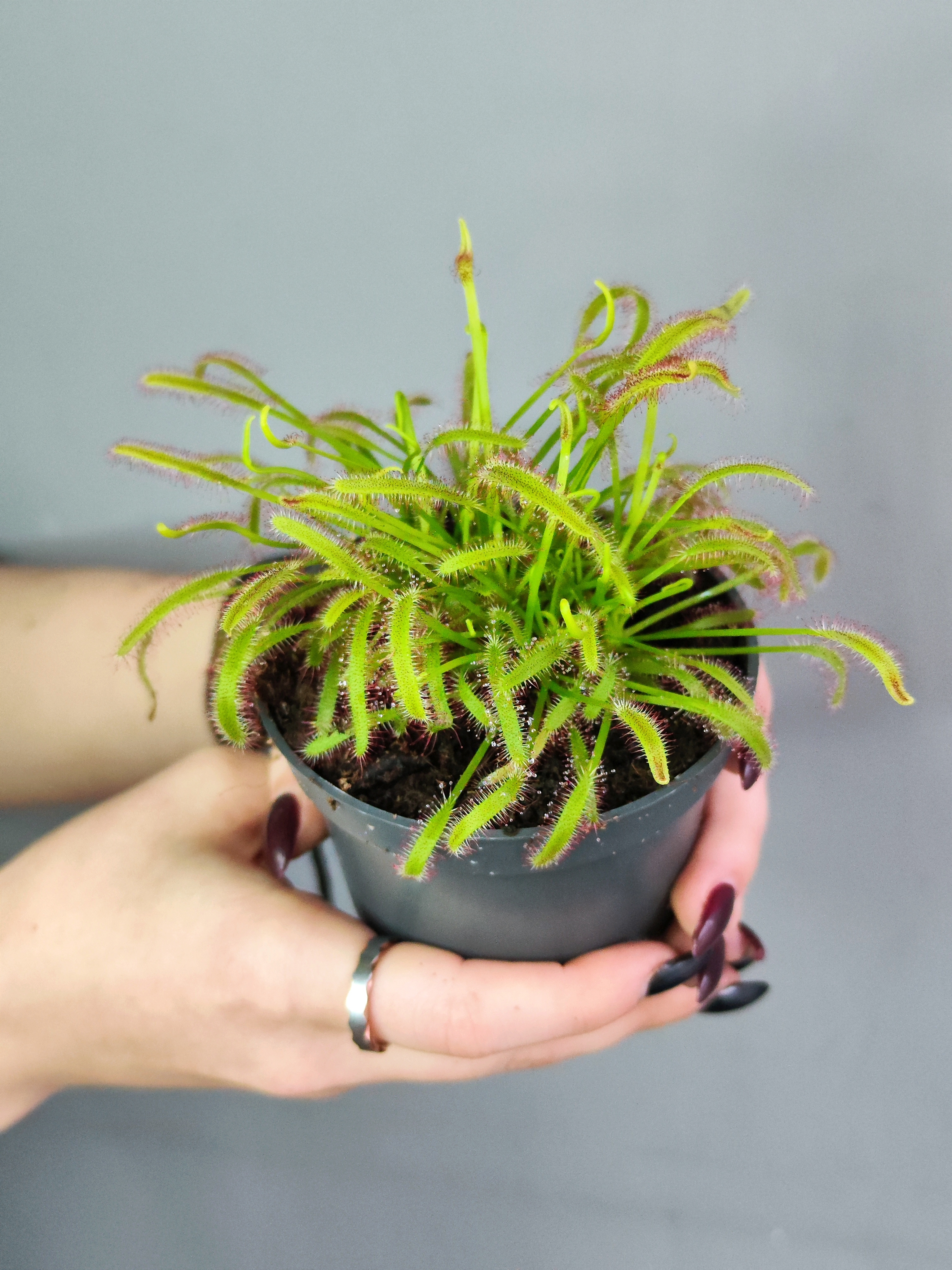 Росянка Капская (Drosera Capensis) D9см