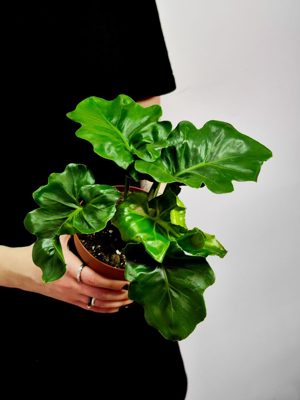 Филодендрон Атом (Philodendron Atom) D12см