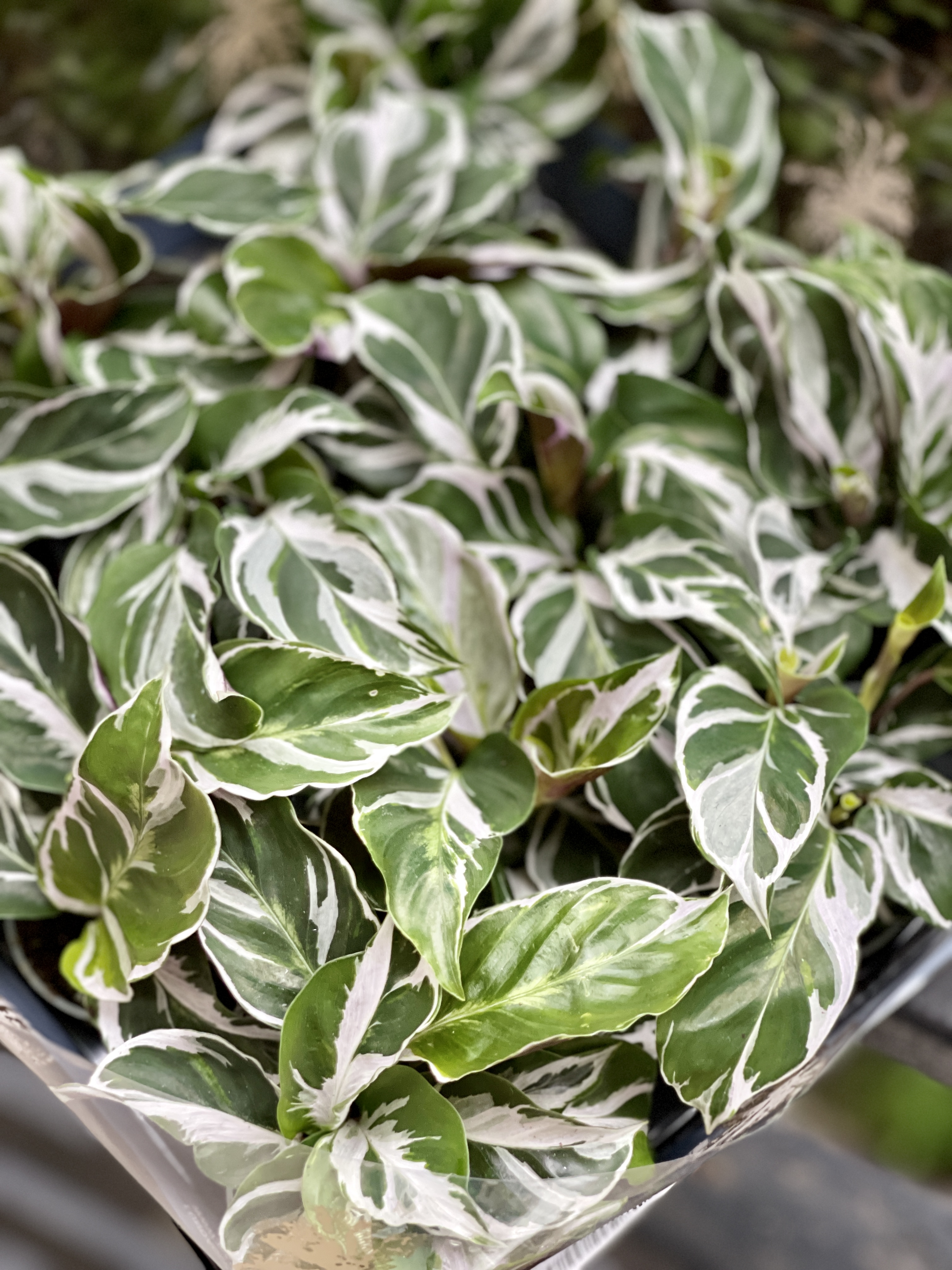 Калатея Вайт Фьюжин (Calathea White Fusion) D6см
