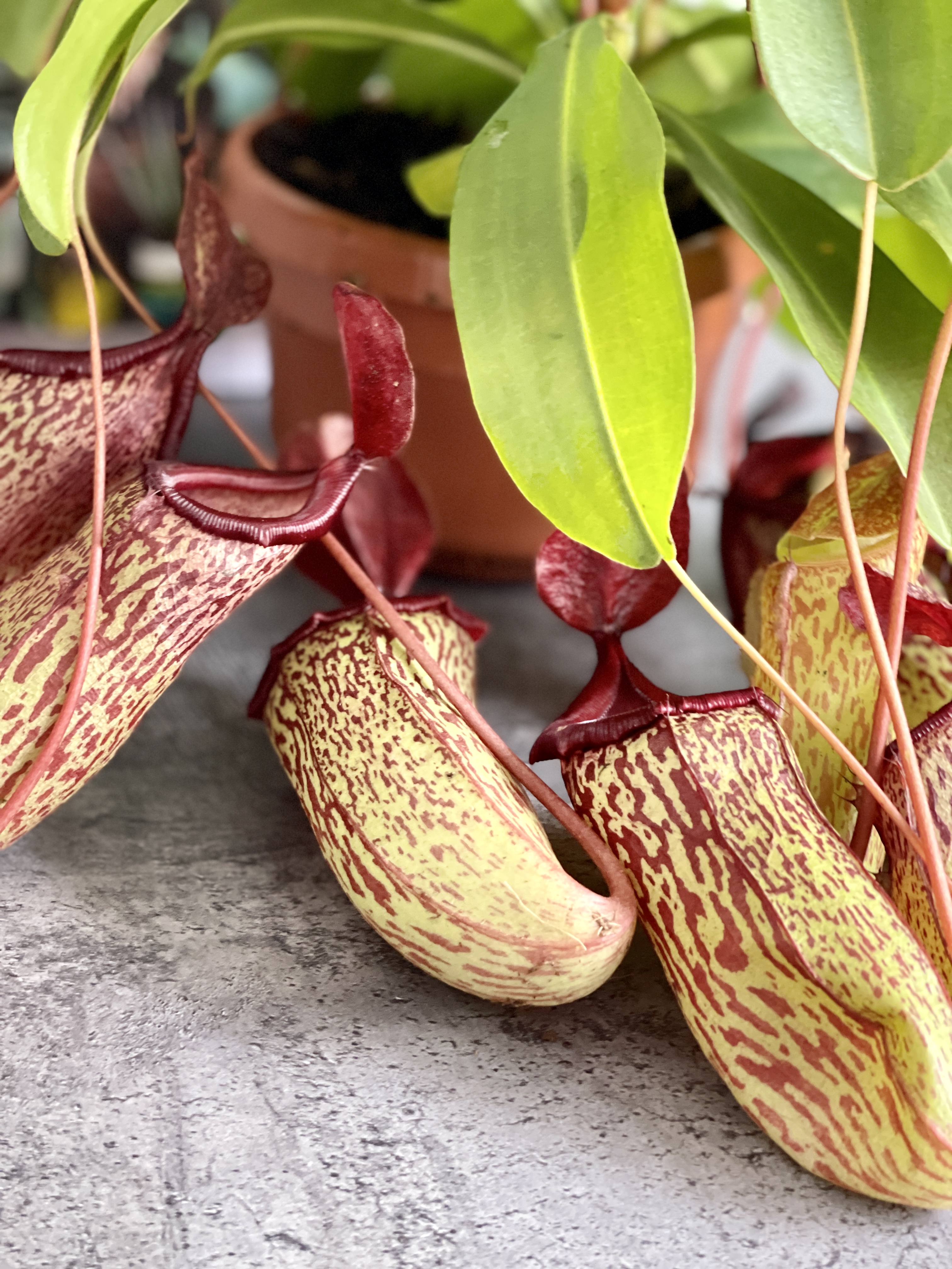 Непентес Сэм (Nepenthes Sam) D14см