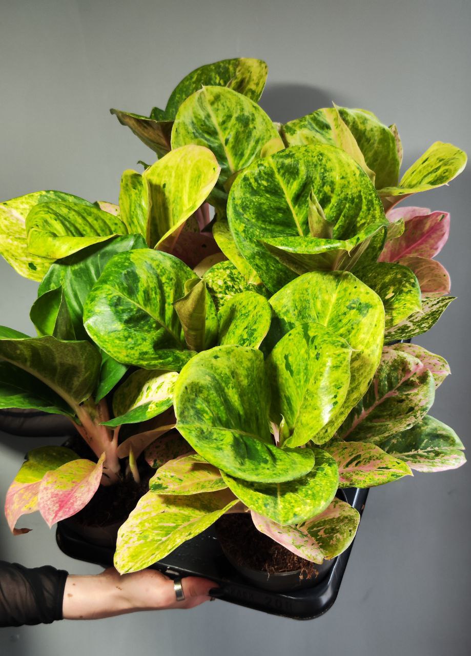 Аглаонема Эпл Фэнтези (Aglaonema Apple Fantasy) D12см