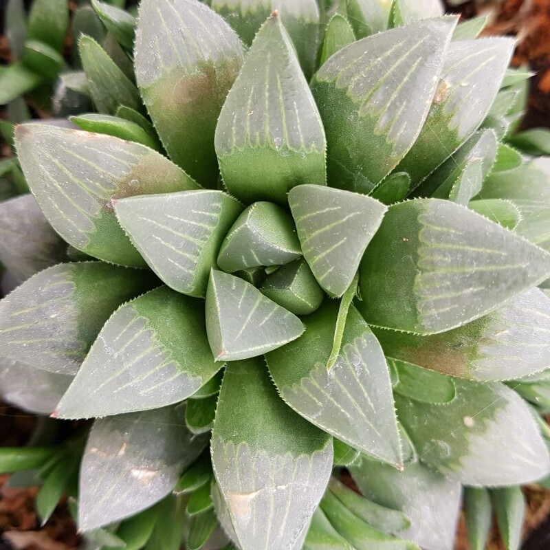 Хавортия Ретуза Мэджик (Haworthia Retusa Magic) D5см