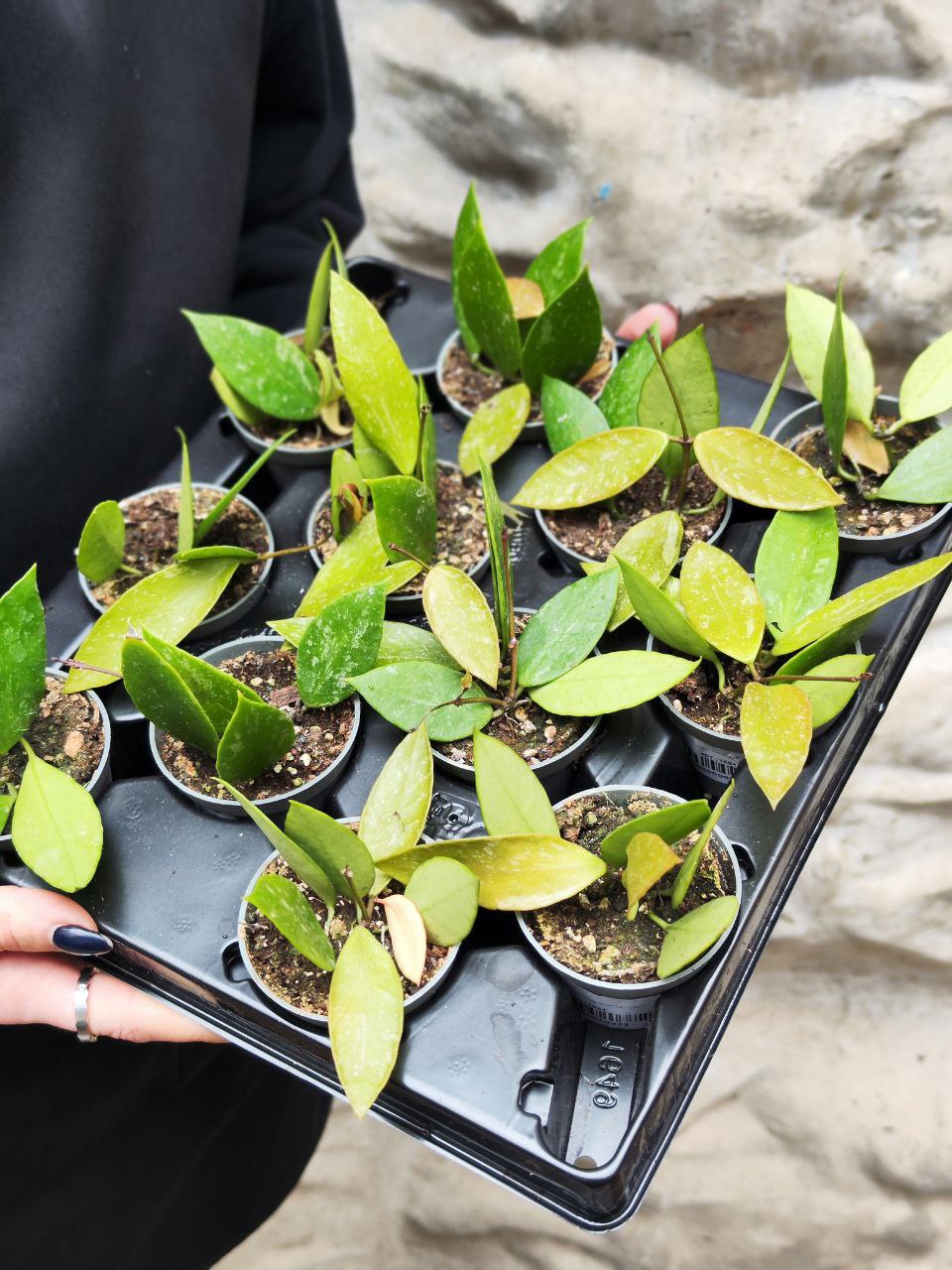 Хойя Грацилис (Hoya Gracilis) D6см