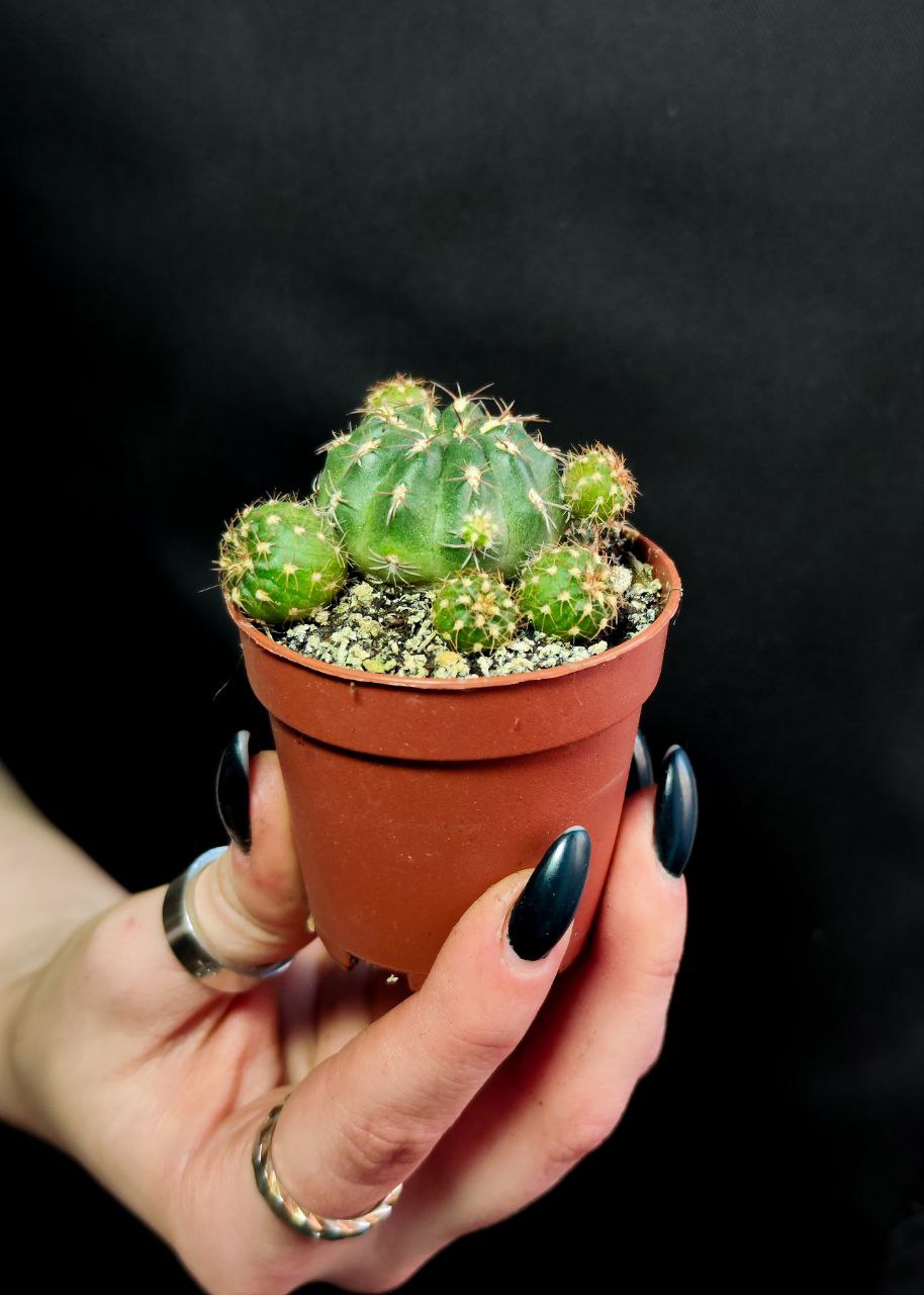 Кактус Матукана Польци (Cactus Matucana Polzii) D5см