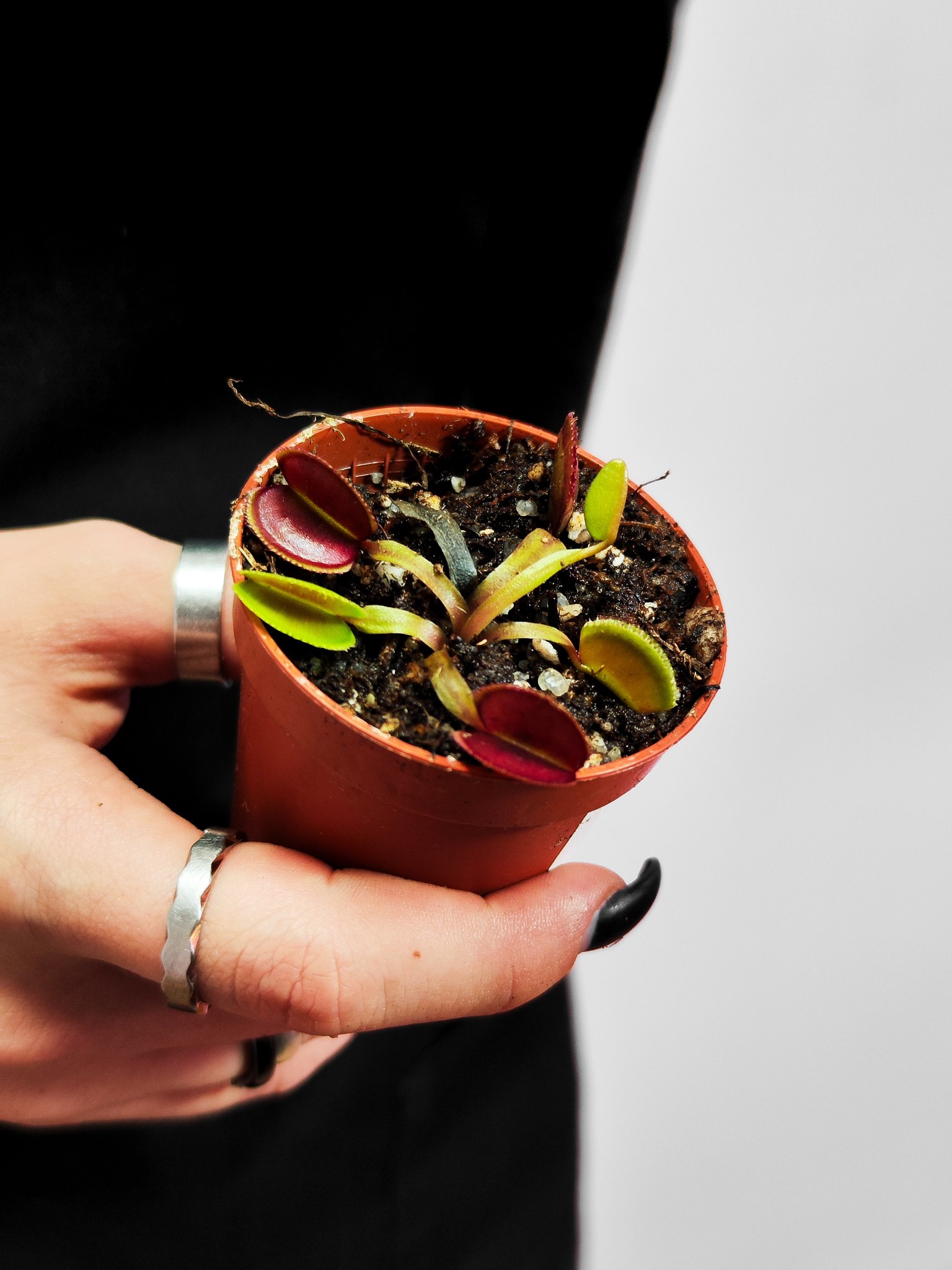 Венерина Мухоловка Перископ (Dionaea Muscipula Periscope) D5см