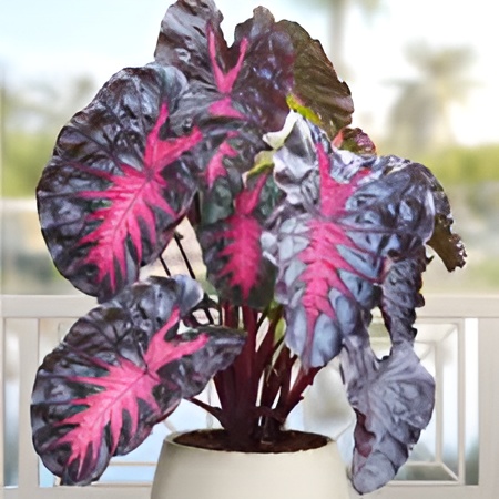 Колоказия Редемпшн (Colocasia Redemption) D21см (КЛУБНИ)