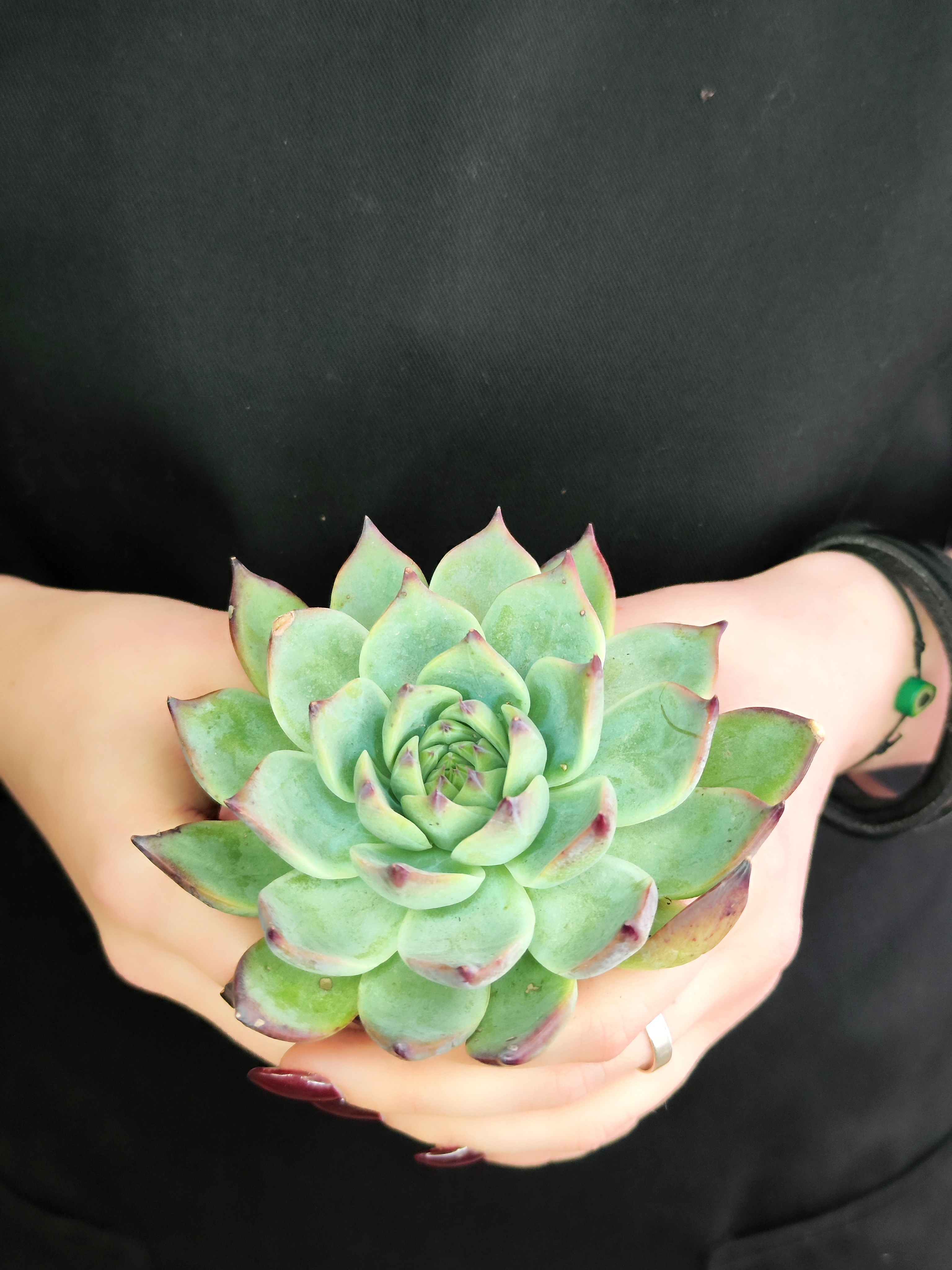 Эхеверия Парва (Echeveria Parva) D5см
