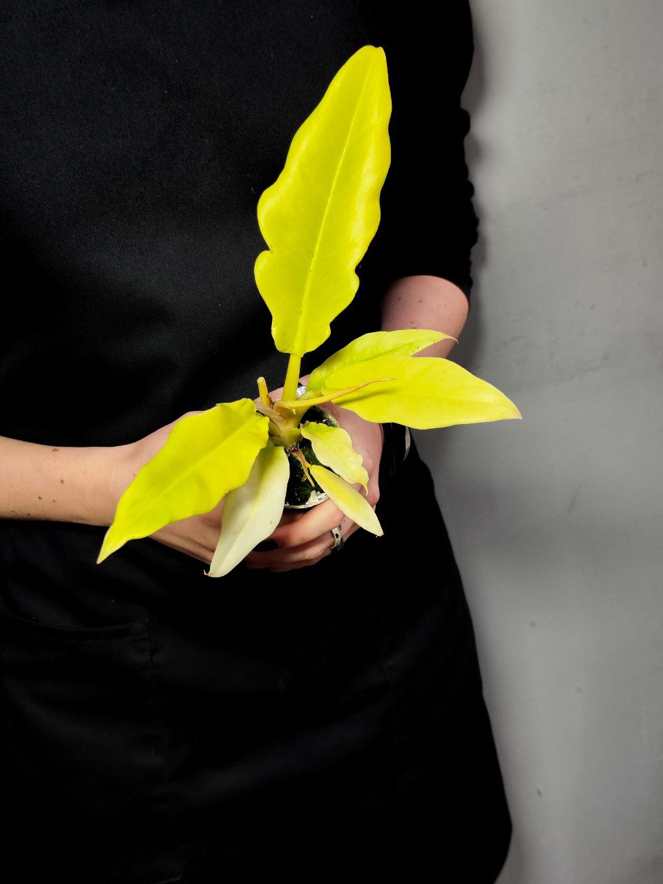 Филодендрон Голден Сворд (Philodendron Golden Sword) D6см