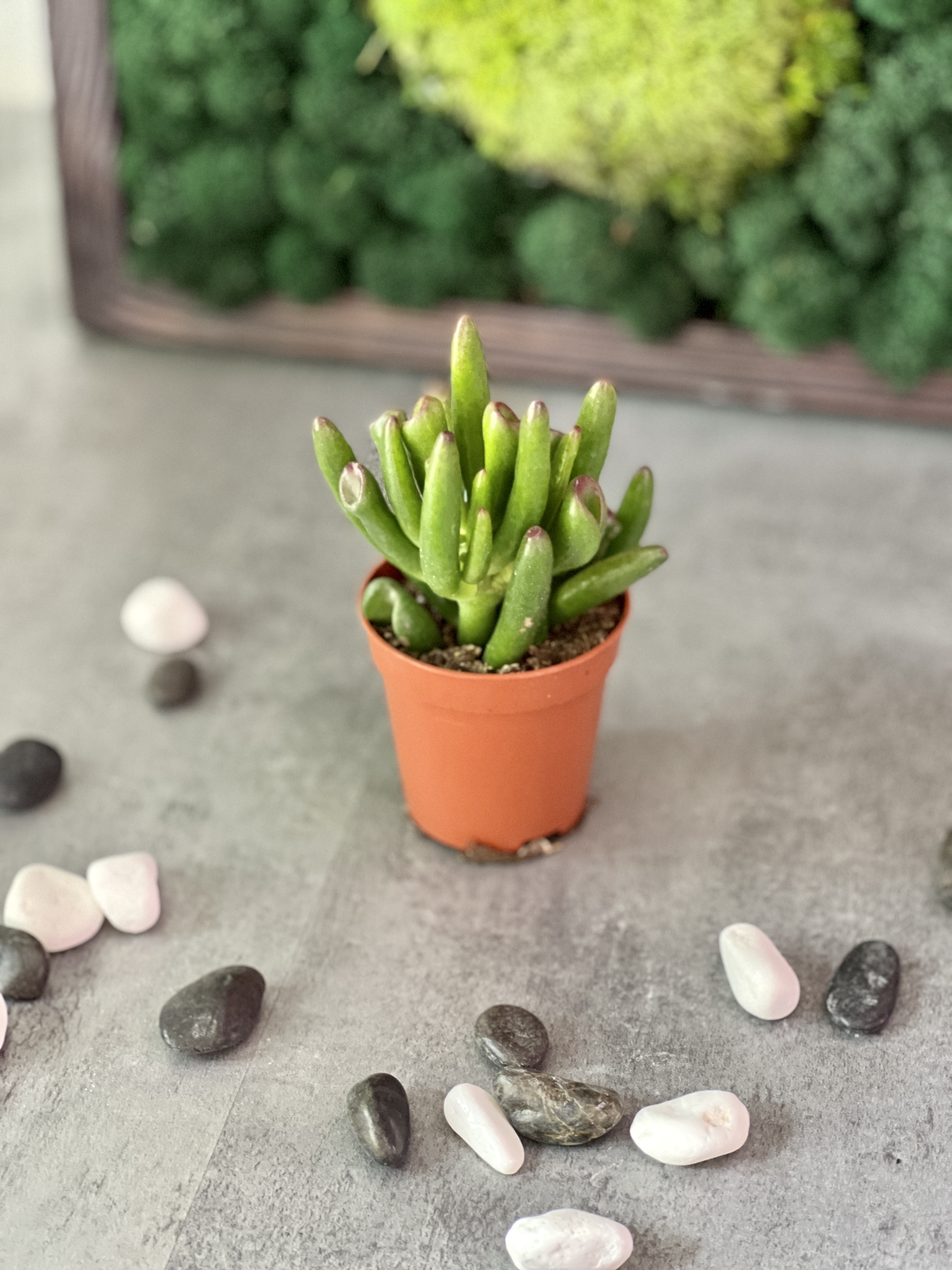 Крассула Корал (Crassula Coral) D5см