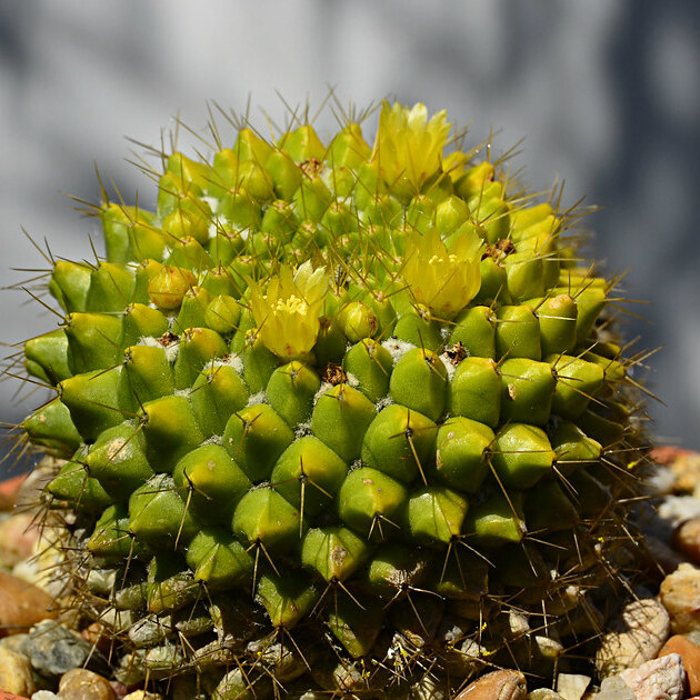 Маммиллярия Маркса (Mammillaria Marksiana) D5см