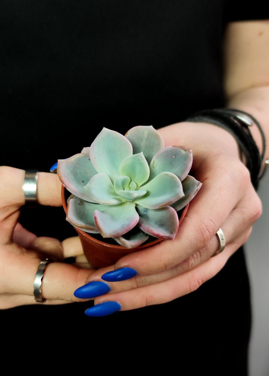Эхеверия Орпет (Echeveria Orpet) D5см
