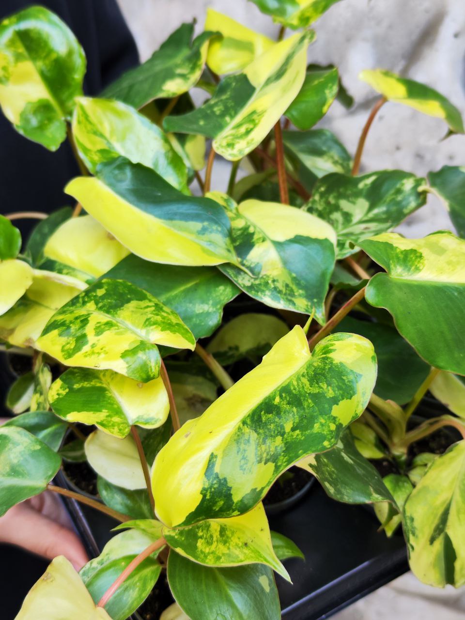 Филодендрон Бурле Маркс Вариегатный (Philodendron Burle Variegated) D6см