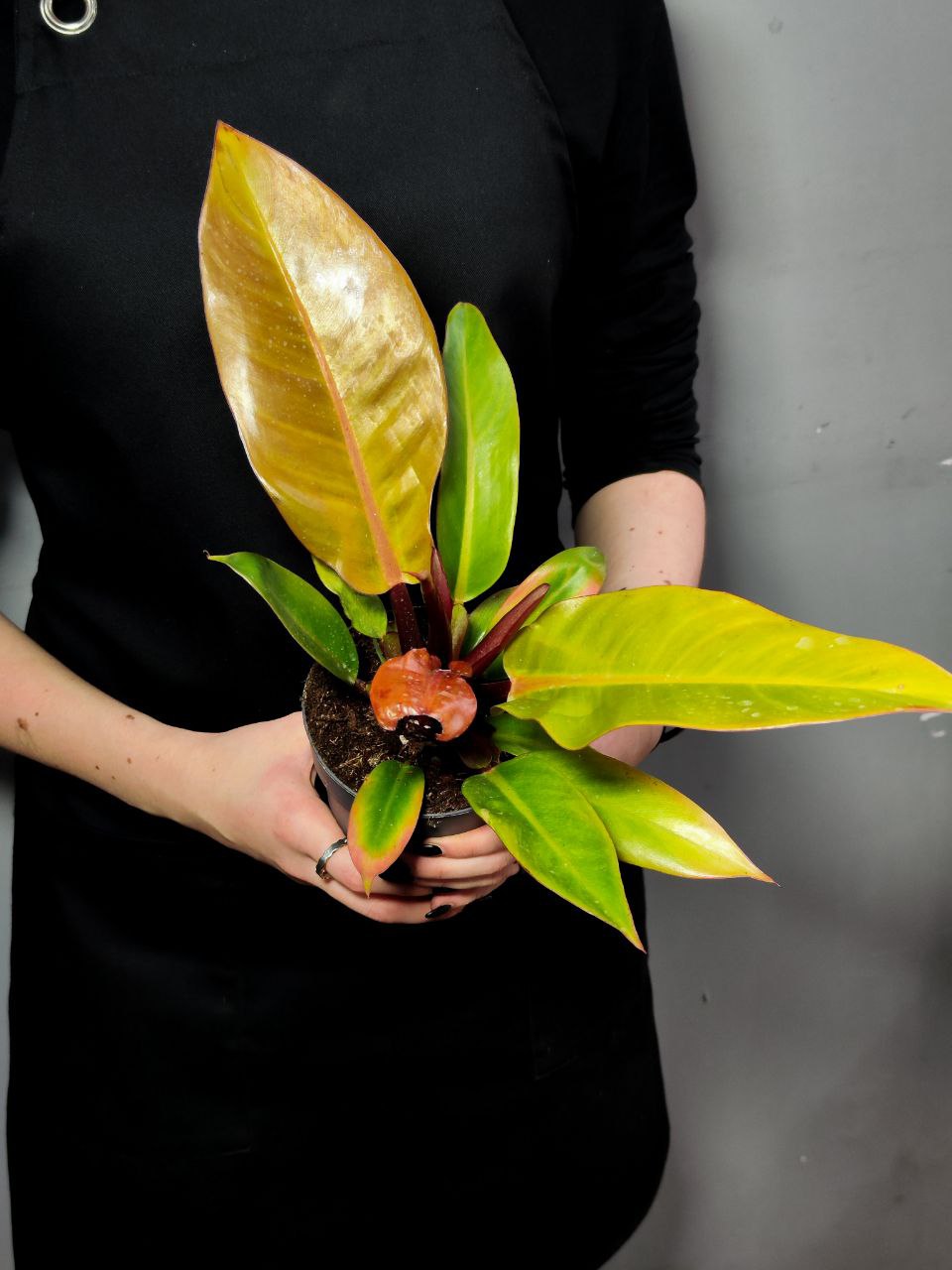 Филодендрон Принц Оранж (Philodendron Prince of Orange) D12см