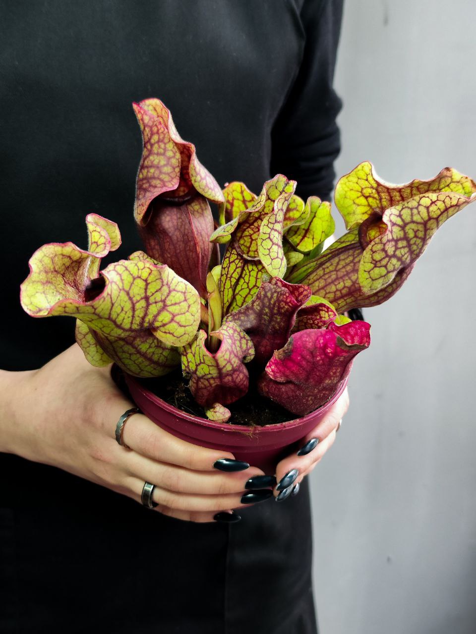 Саррацения Веноза Красная (Sarracenia Venosa Red) D12см