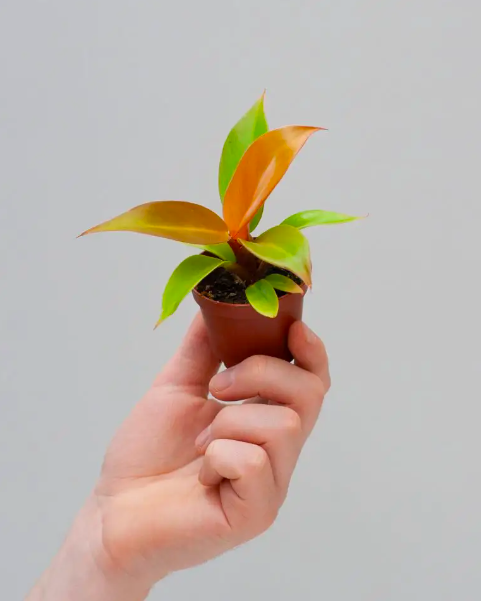 Филодендрон Принц Оранж (Philodendron Prince of Orange) D6см