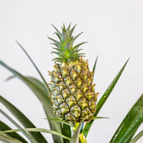 Ананас Корона (Ananas Corona) D12см