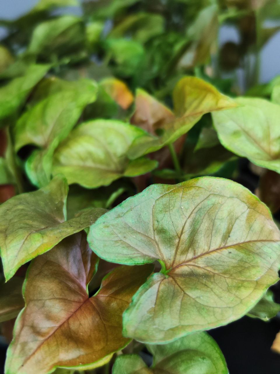 Сингониум Плам Элюжен (Syngonium Plum Allusion) D6см