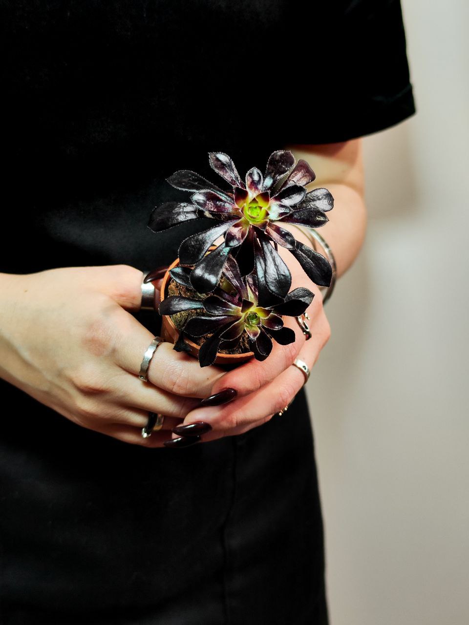 Эониум Шварцкопфа Груп (Aeonium Schwarzkopf Group) D5см