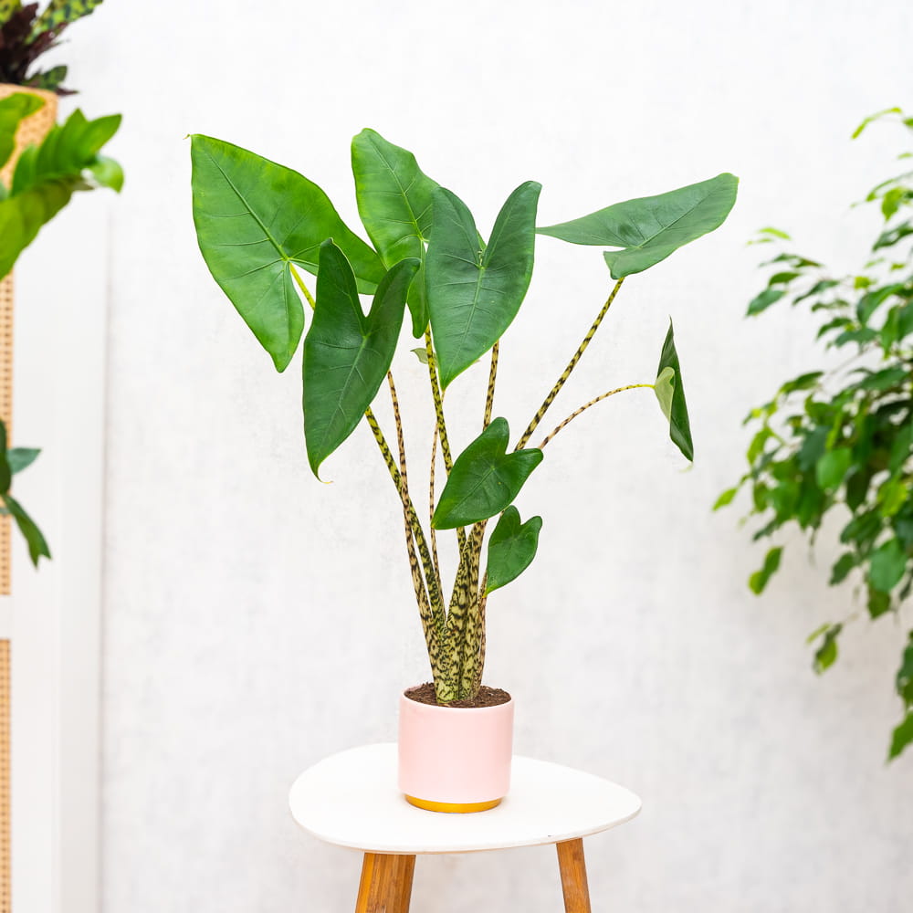 Алоказия Зебрина (Alocasia Zebrina) D21см