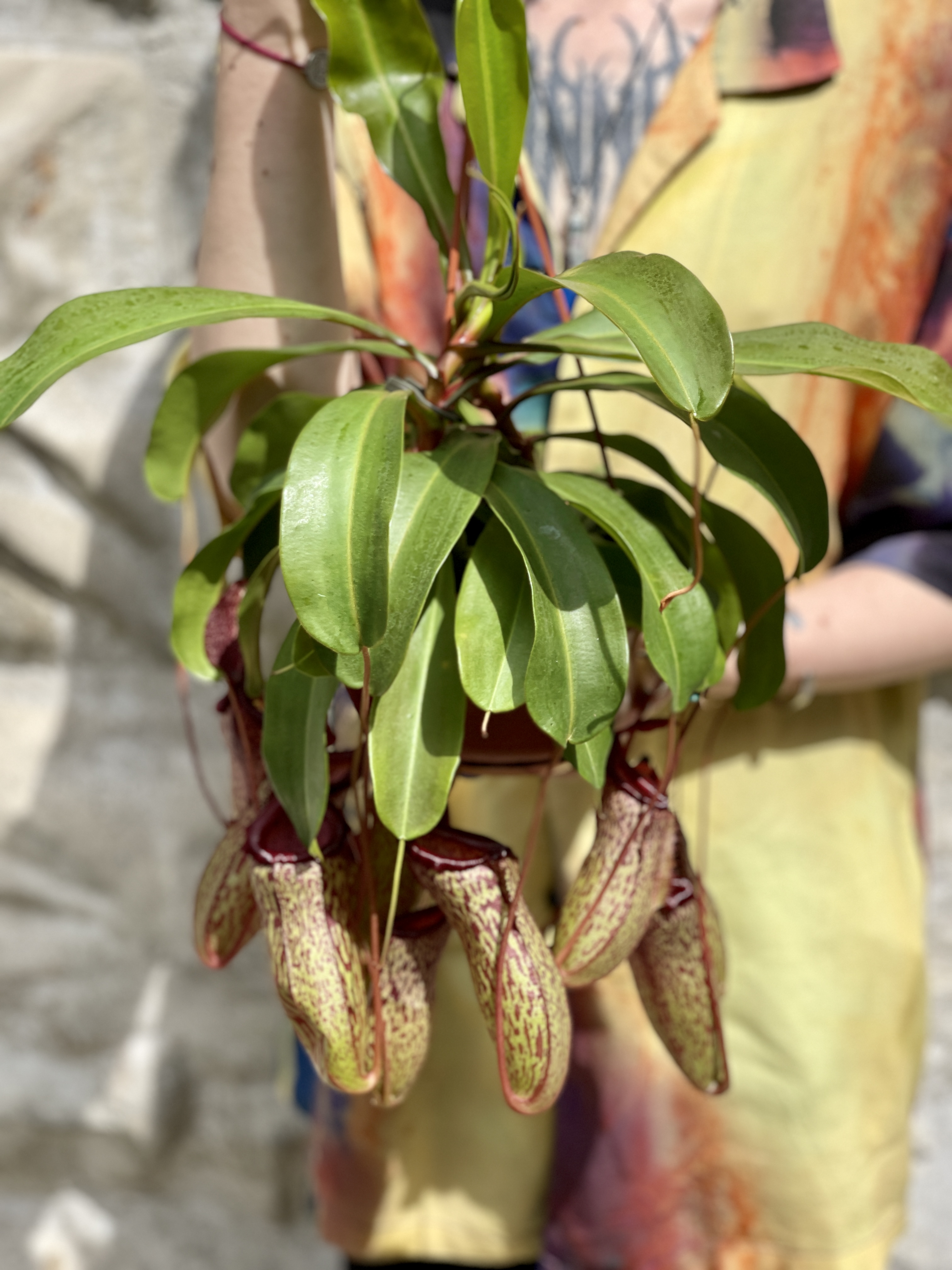 Непентес Сэм (Nepenthes Sam) D14см