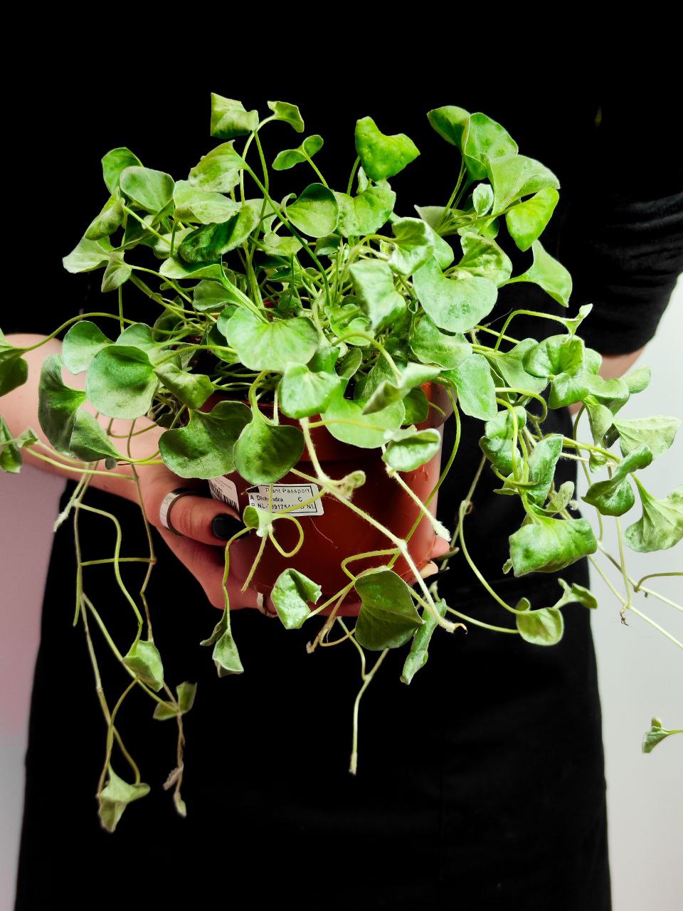 Дихондра Cеребристая (Dichondra Argentea) D12см