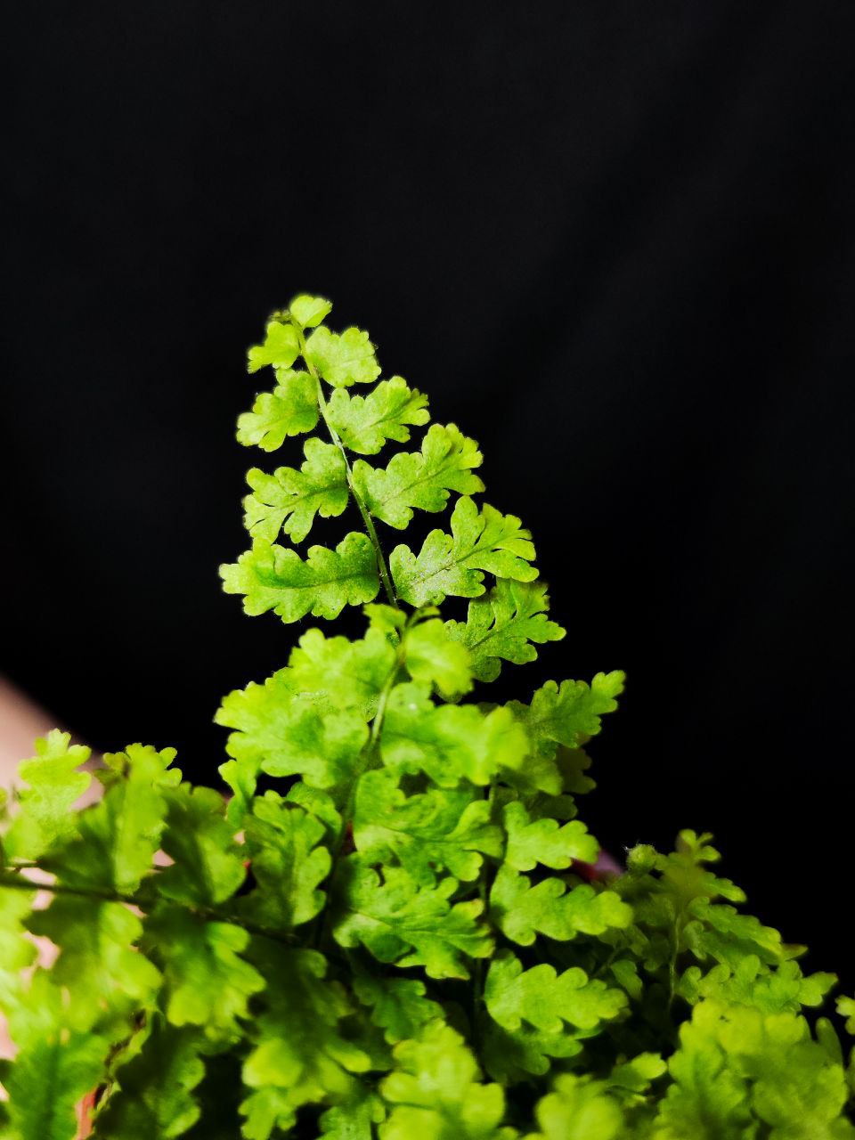 Нефролепис Грин Фэнтези (Nephrolepis Green Fantasy) D5см