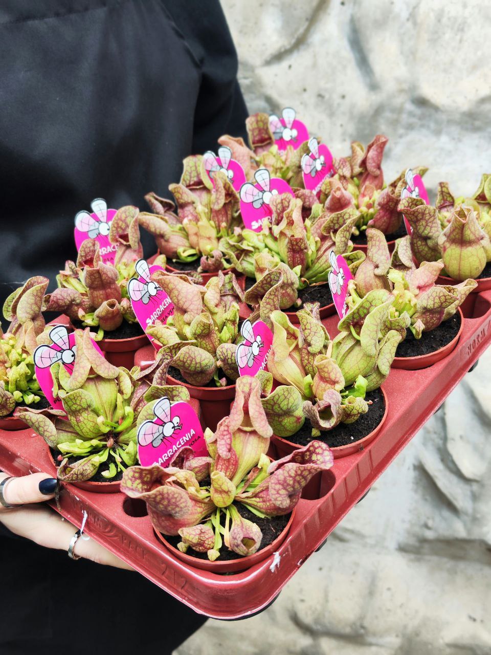 Саррацения Веноза Красная (Sarracenia Venosa Red) D9см