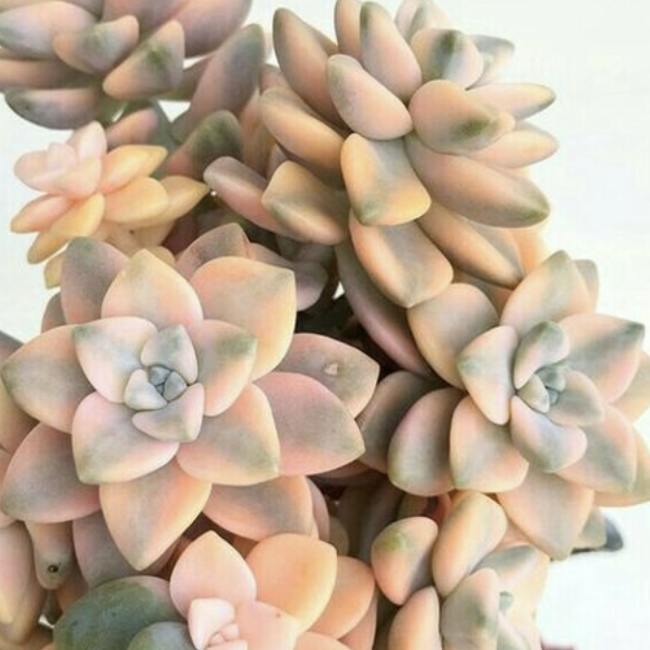 Граптоверия Титубанс Вариегата (Graptoveria Titubans Variegata) D5см