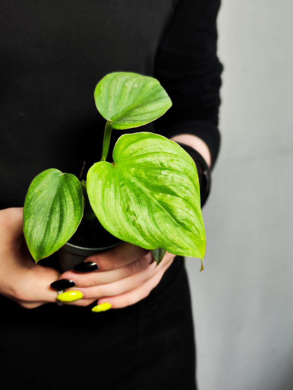 Филодендрон Мамей (Philodendron Mamei) D6см