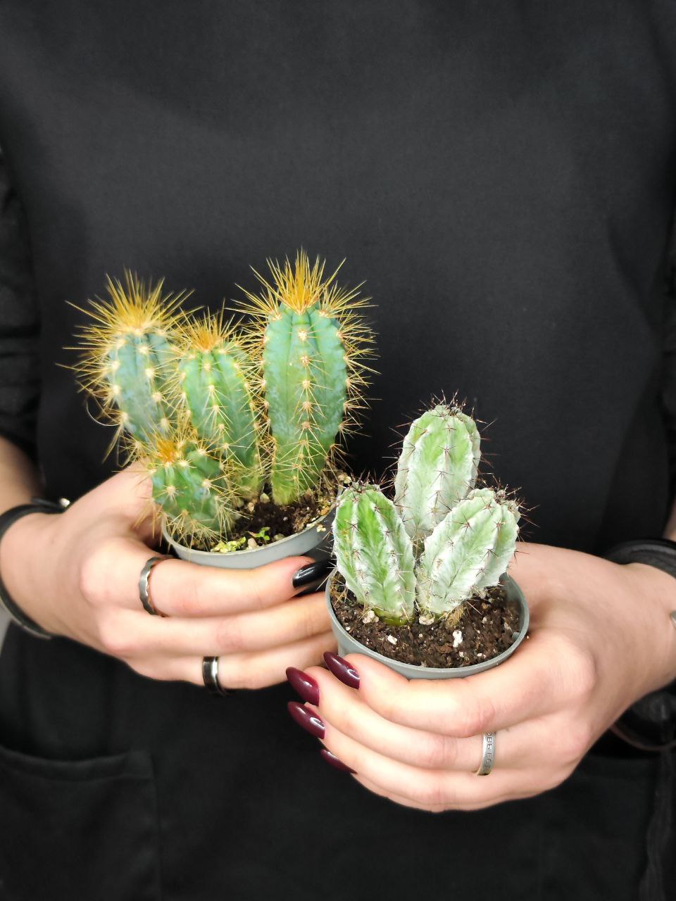 Кактус удлиненный (Cactus mix) D5см
