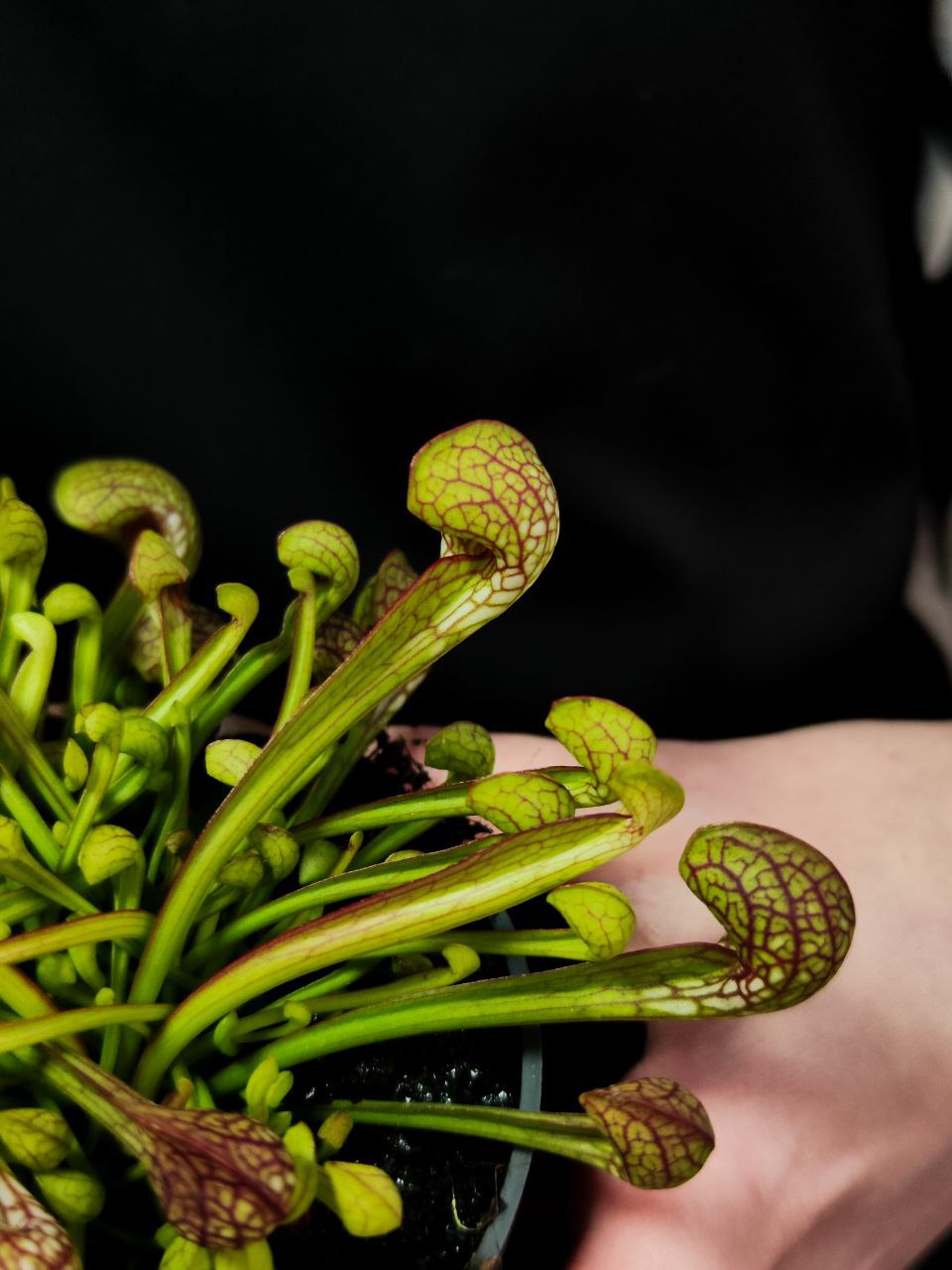 Саррацения Пситацина (Sarracenia Psittacina) D9cм