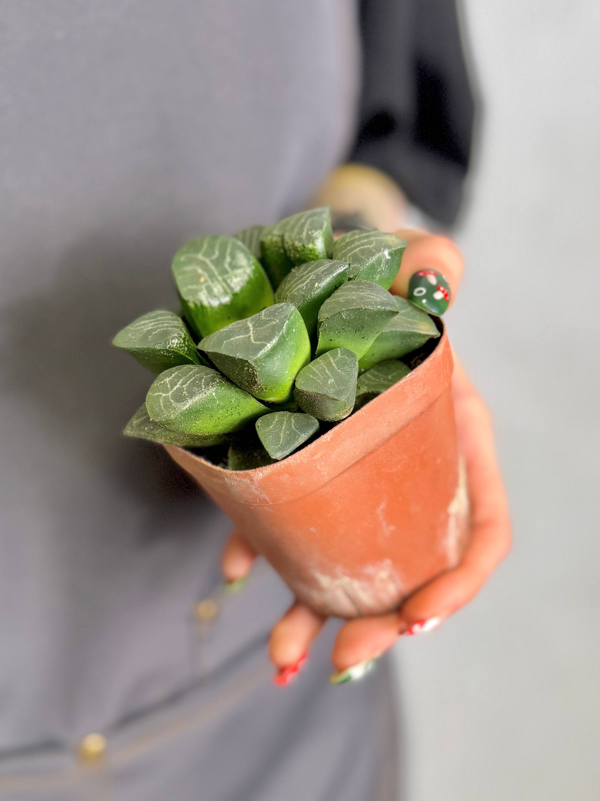 Хавортия Баера (Haworthia Bayeri) D7см