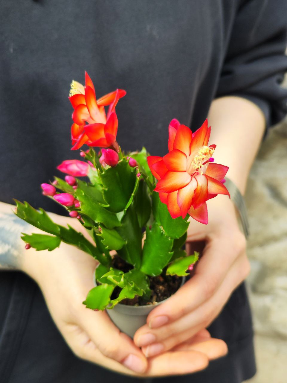 Декабрист Оранжевый, или Шлюмбергера (Schlumbergera Tendenza Orange) D6см