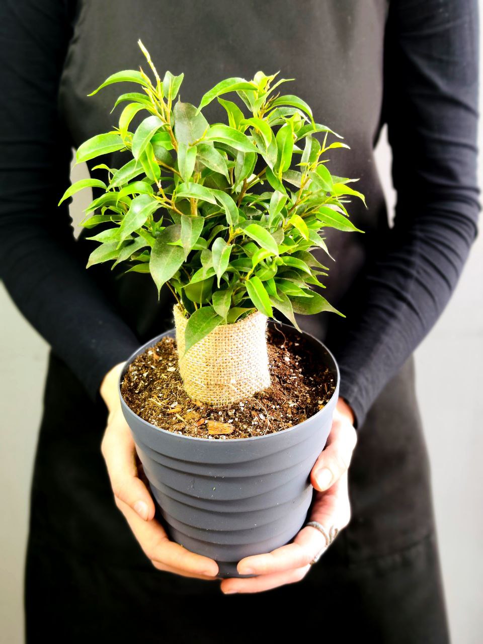 Фикус Бенджамина Наташа (Ficus Benjamina Natasja), пересаженный D12см
