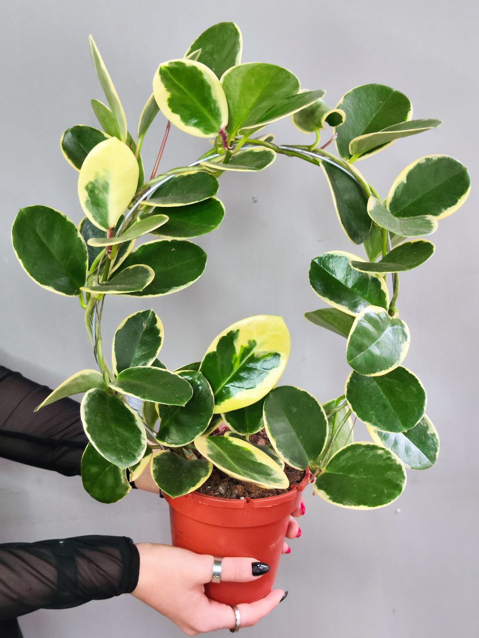 Хойя Аустралис Блонди на ободке (Hoya Australis Blondie) D12см