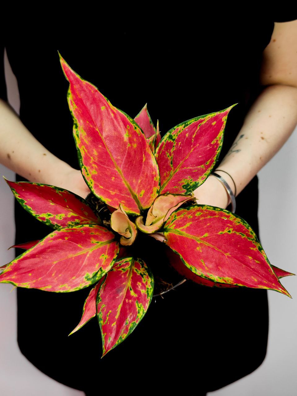 Аглаонема Черри Бэби (Aglaonema Cherry Baby) D12см