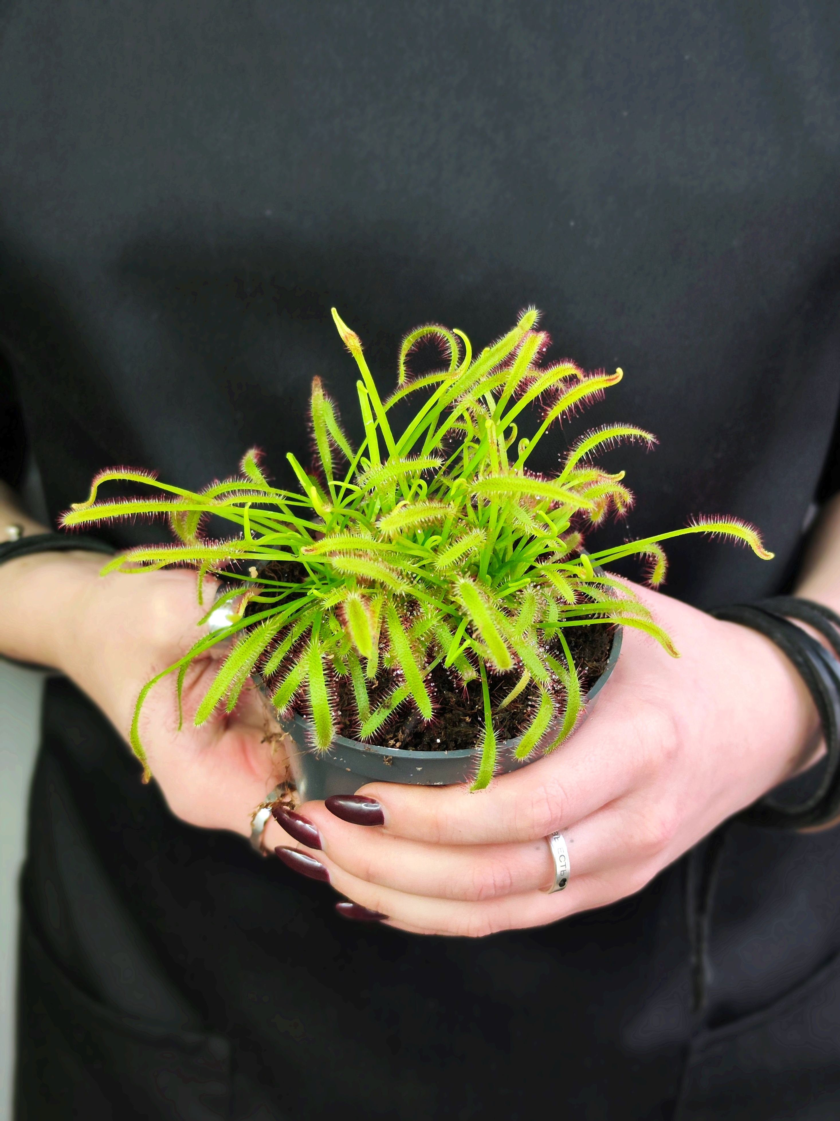 Росянка Капская (Drosera Capensis) D9см