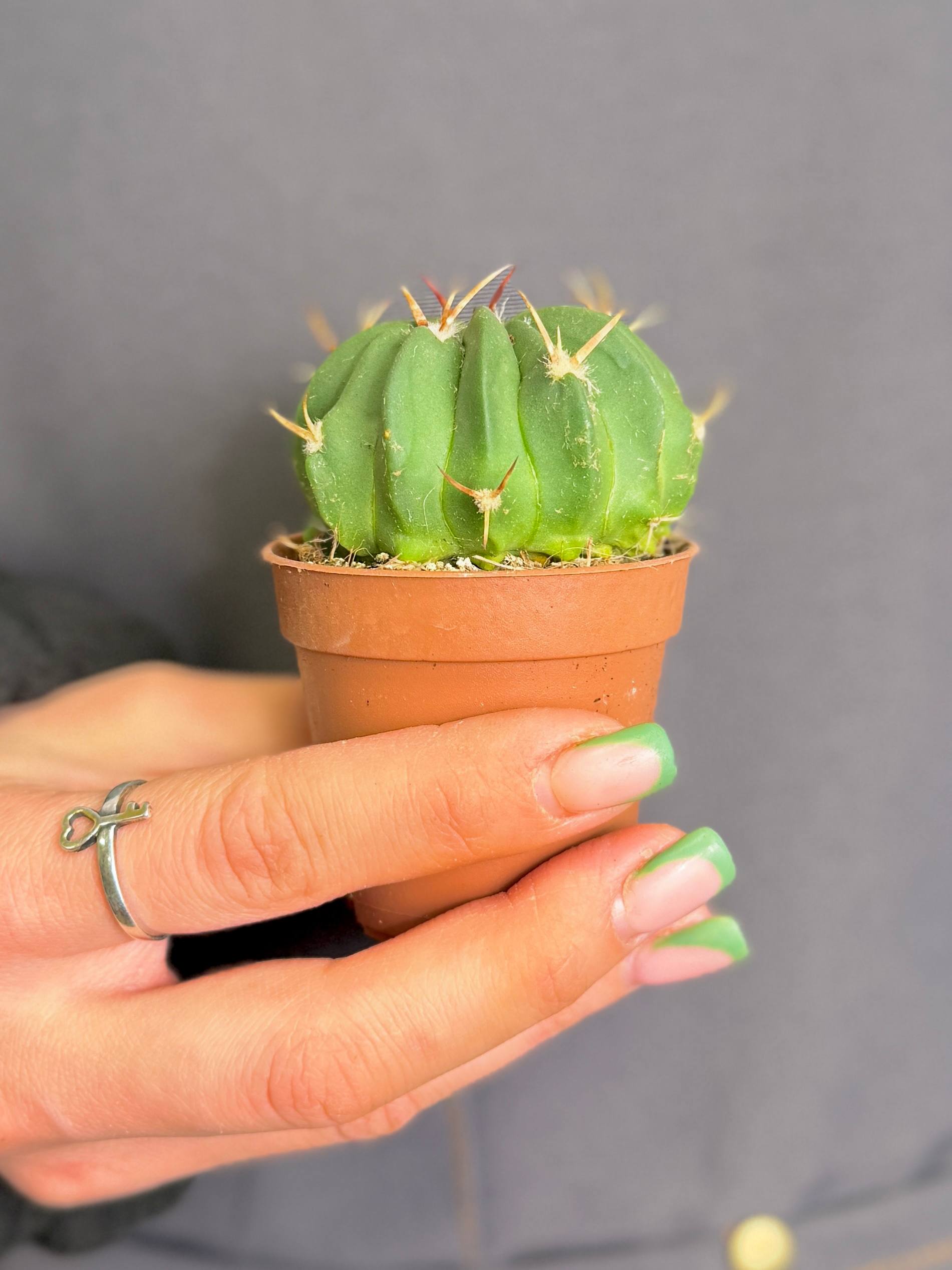 Стенокактус Коптоногонус, или Прерывистореберный (Stenocactus Comptonogonus) D5см
