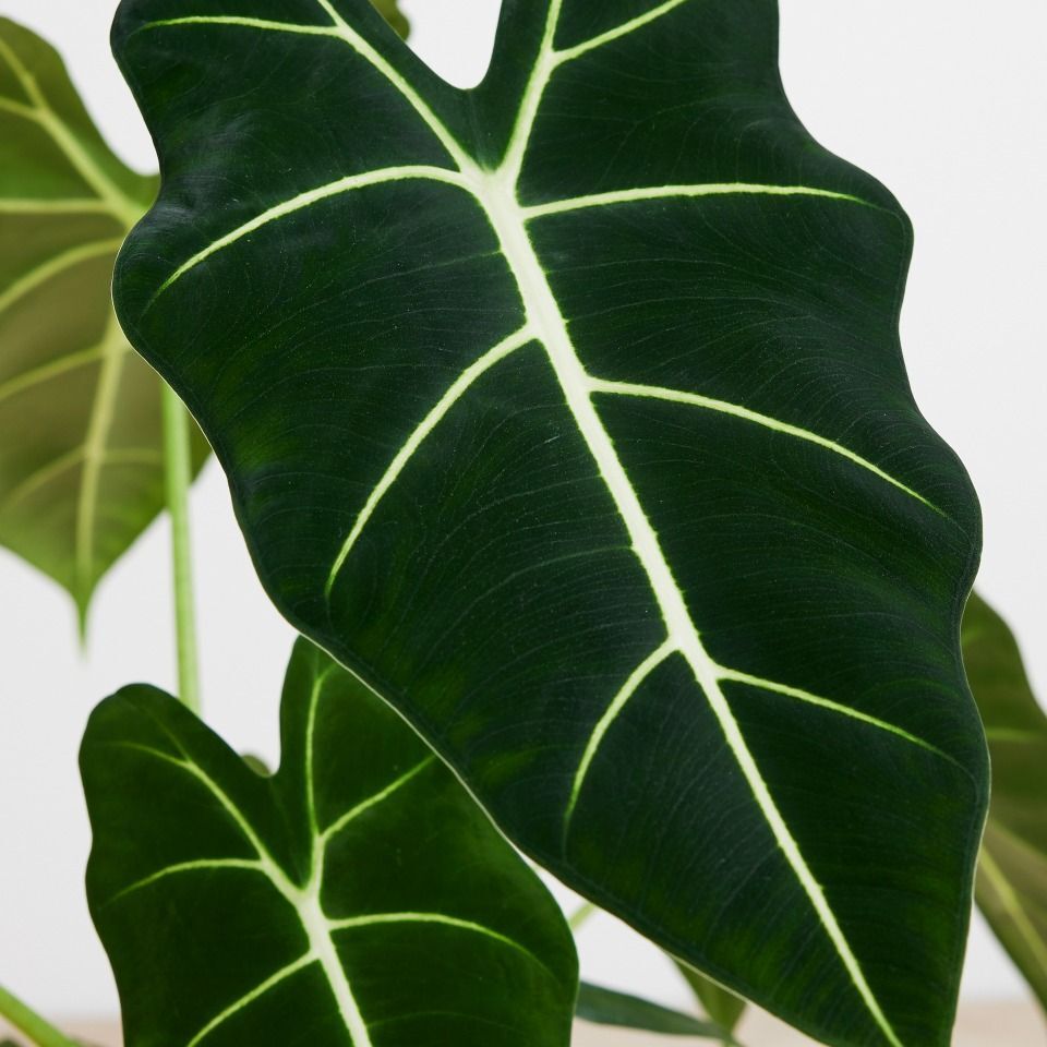 Алоказия Мишольца Фрайдек (Alocasia Frydek) D6см