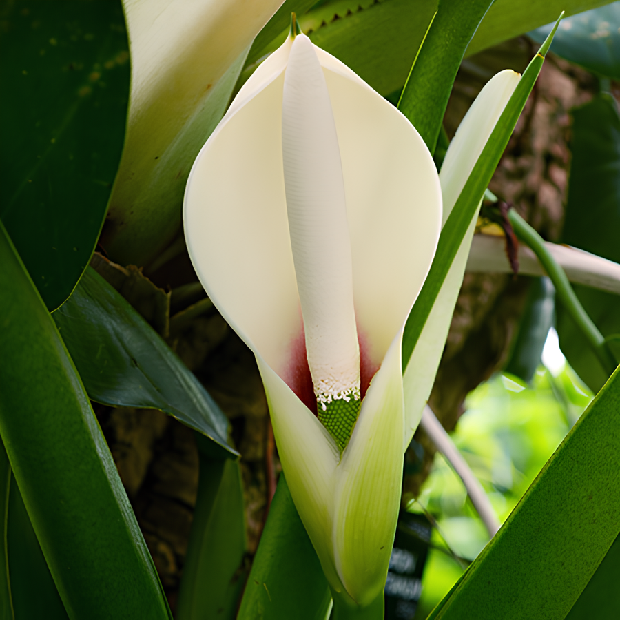 Филодендрон Марциуса (Philodendron Martianum) D8см