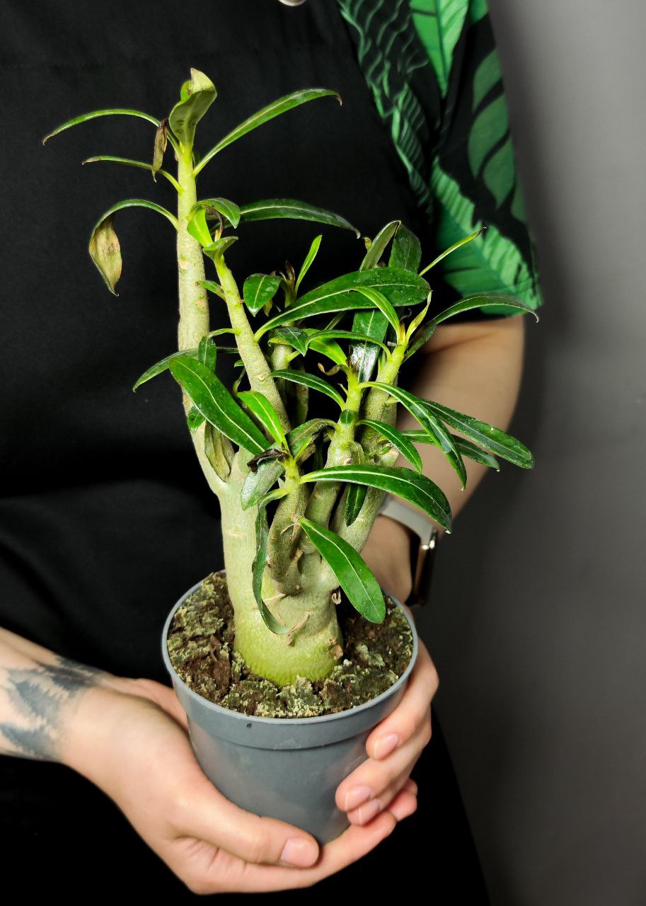 Адениум Тучный, или Обесум уцен. (Adenium Obesum) D10см