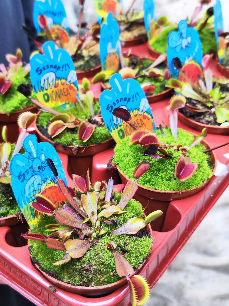 Венерина Мухоловка "Красный Дракон" (Dionaea Muscipula Red Dragon) D9см
