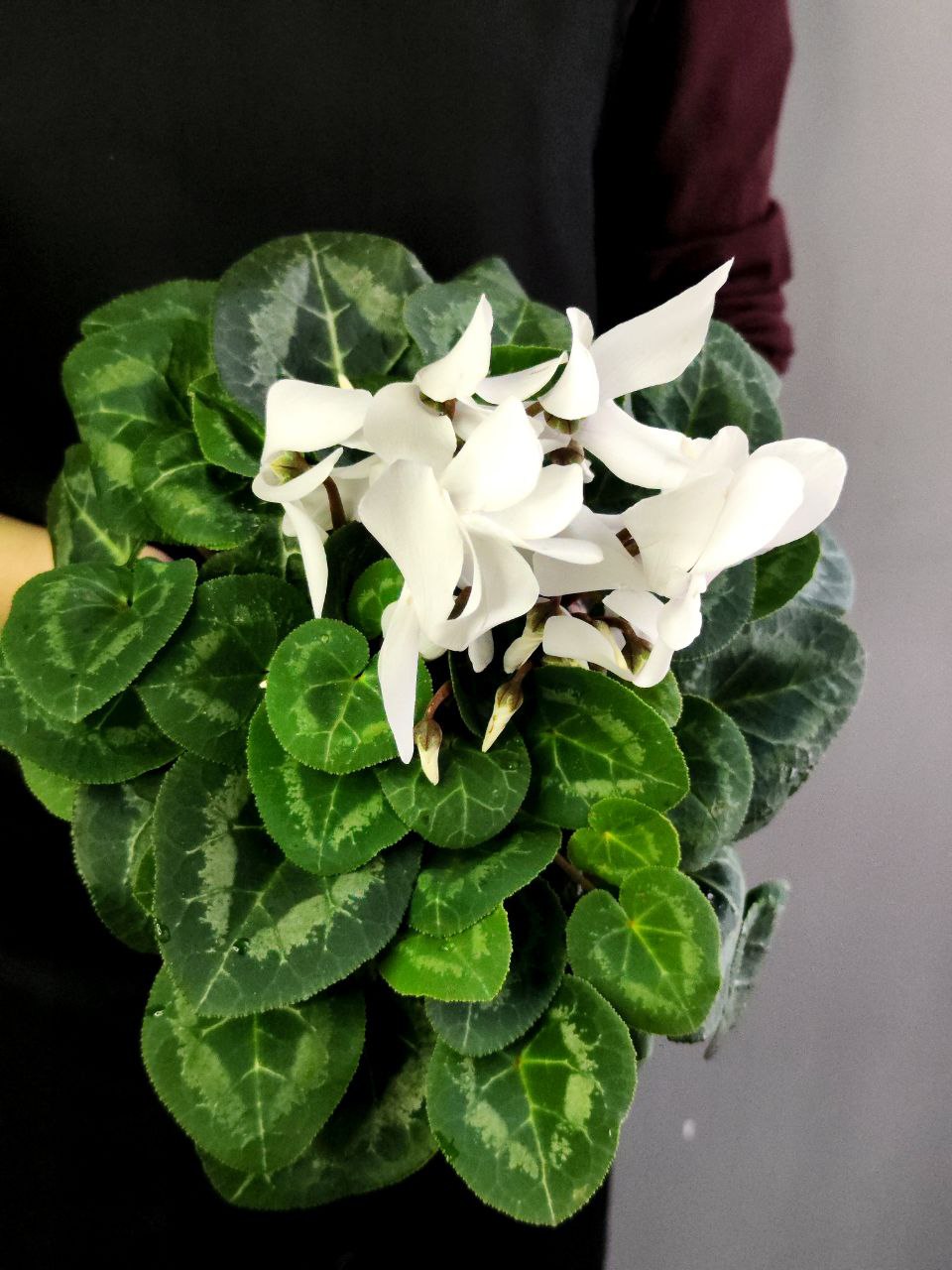 Цикламен Европейский Белый (Cyclamen Europaeum White) D12см