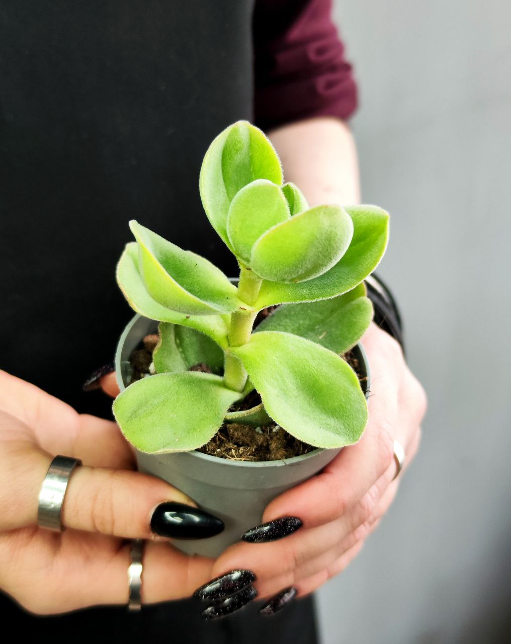 Крассула Аргирофилла Швазиенсис (Crassula Argyrophylla Var Swaziensis) D6см