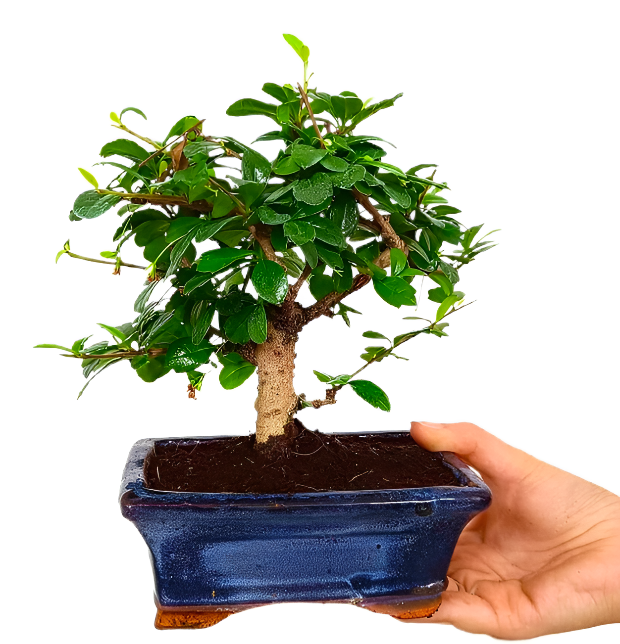 Бонсай Кармона мелколистная (Carmona Microphylla) D10см
