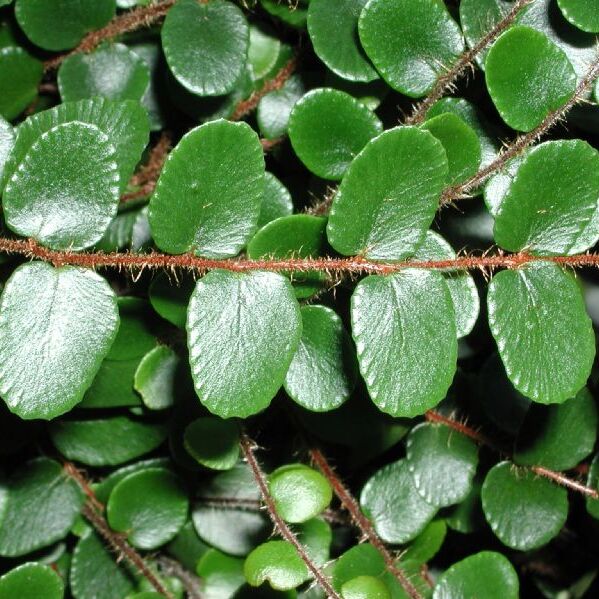 Пеллея Ротундифолия (Pellaea Rotundifolia) D9см